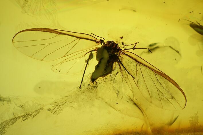 Detailed Fossil Winged Aphid (Hemiptera) In Baltic Amber #166218